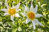 Dahlia Charles Baudelaire, Breeder : Campus Métiers Nature Coutances (FRA) 2024, flowers