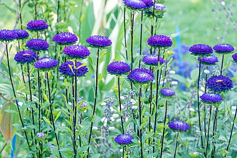 Callistephus_chinensis_Matsumoto_flowers