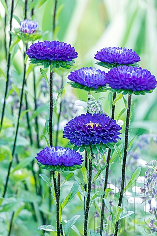 Callistephus_chinensis_Matsumoto_flowers