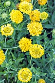 Firewheel, Gaillardia pulchella Plume Jaune, flowers