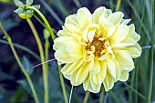 Dahlia Glorie van Heemstede, Breeder : Geerlings (NDL 1947, flower