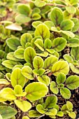 Episcia dianthiflora, foliage
