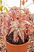 Begonia griffithiana, in pot