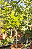 Strangler fig, Ficus craterostoma, in pot