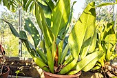 Philodendron ventricosum, potted