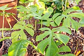 Rhaphidophora tetrasperma, leaves