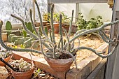 Euphorbia baioensis, potted