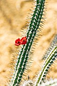 Euphorbia baioensis, flowers