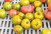 Tomato harvest