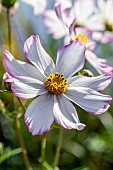 Garden cosmos (Cosmos bipinnatus) flower