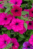 Petunia Surfinia Shock Wave Deep Purple