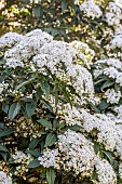 Laurustine (Viburnum tinus) flowering
