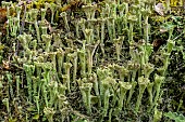 Podetions of lichens of the genus Cladonia in Haute Savoie. Lichen Cladonia (chlorophaea ? ) The podetion is the vertical secondary thallus of lichens of the genus Cladonia, bearing the apothecia, the reproductive organ. France