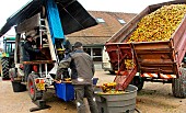 Mobile press for pressing cider apples, educational demonstration to the public at the Apple Festival, Arche de la nature, Le Mans Métropole, Sarthe, France