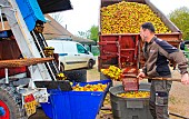 Mobile press for pressing cider apples, educational demonstration to the public at the Apple Festival, Arche de la nature, Le Mans Métropole, Sarthe, France