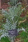 Purple artichoke from Provence in the educational garden of the Arche de la Nature, Le Mans metropole, Sarthe, France
