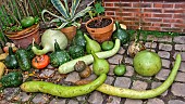 Harvesting squash in the Arche de la Nature educational vegetable garden, Le Mans Métropole, Sarthe, France