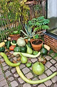Harvesting squash in the Arche de la Nature educational vegetable garden, Le Mans Métropole, Sarthe, France