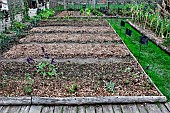 Winter garden covered with wood shavings, broccoli plot in the educational vegetable garden of the Arche de la Nature, Le Mans Métropole, Sarthe, France
