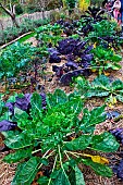 Cabbage in the Arche de la Nature educational vegetable garden, Le Mans Métropole, Sarthe, France