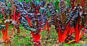 Chard Bright Lights, Arche de la Nature educational vegetable garden, Le Mans Métropole, Sarthe, France