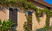 Vine trellis on the façade of the Arche de la Nature house, Le Mans metropole, Sarthe, France