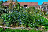 The educational garden, flowers and vegetables, at the Arche de la nature, Le Mans metropole, Sarthe, France