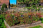 Jardin pédagogique, vegetable eggplants, Arche de la nature, Le Mans metropole, Sarthe, France