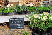 Sale of 100% natural and local aromatic and medicinal plants, Cité Plantagenet, Le Mans, Sarthe, France