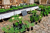 Sale of 100% natural and local aromatic and medicinal plants, Cité Plantagenet, Le Mans, Sarthe, France