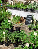 Sale of 100% natural and local aromatic and medicinal plants, Cité Plantagenet, Le Mans, Sarthe, France