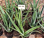 Plant sale, Aloe Vera, in the Plantagenet town, Le Mans, Sarthe, France