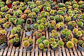 Plant sale, Sempervivum Houseleek, in the Plantagenet town, Le Vieux-Mans, Le Mans, Sarthe, France