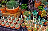 Cactus plants for sale in Cité Plantagenet, Le Mans, Sarthe, France