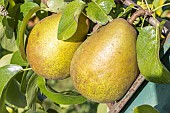 Pyrus communis Directeur Hardy