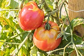 Coeur de B?uf (Beefsteak tomato) elongated tomato