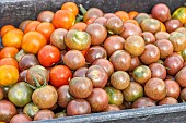 Harvesting Black Cherry and Sweet Baby cherry tomatoes