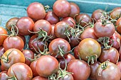 Harvesting Black Cherry cherry tomatoes