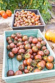 Harvesting Black Cherry cherry tomatoes