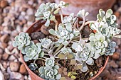Broad-leaved stonecrop, Sedum spathulifolium Cape Blanco