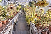 Succulent plants, Ecole du Breuil hot greenhouses, Paris, France