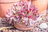 Crassula orbicularis Rosularis