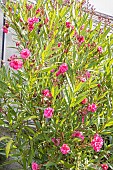 Oleander Rose Double, Nerium oleander Rose Double, in bloom