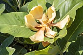 Delavays Magnolia, Magnolia delavayi, flower