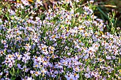 Blue Wood Aster (Aster cordifolius) is a prairie perennial par excellence, which withstands the wind without lying down. Its light but robust branches bear clouds of fine flowers in the heart of autumn, forming a bush 80 cm to 1 m high. Etang de Biguglia, Borgo, Haute Corse, France