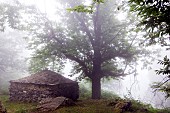 Pagliaghju, Corsican word for straw shed: shed where straw is stored, in the mist of the Rutali forest, Corsica, France