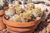Mammillaria prolifera x aporophyllum, in pot