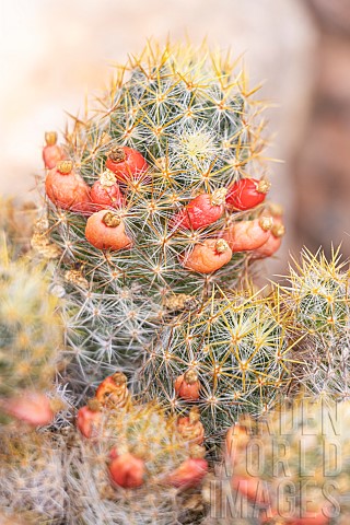 Mammillaria_prolifera_x_aporophyllum