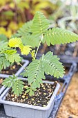 Acacia dealbata seedlings
