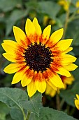 Sunflower (Helianthus annuus) Sol Seeker series